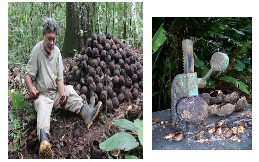 After  around 15 months the pods have fallen to the ground and are ready for collection….